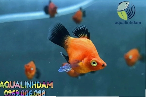 Bể thủy sinh được trang trí đẹp mắt với cây xanh và cá mún lửa
