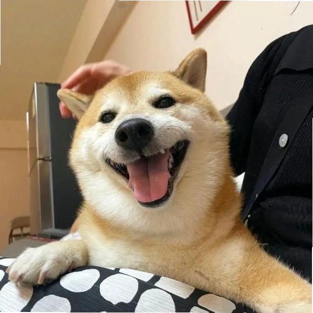 Biểu cảm hài hước của meme chó Shiba
