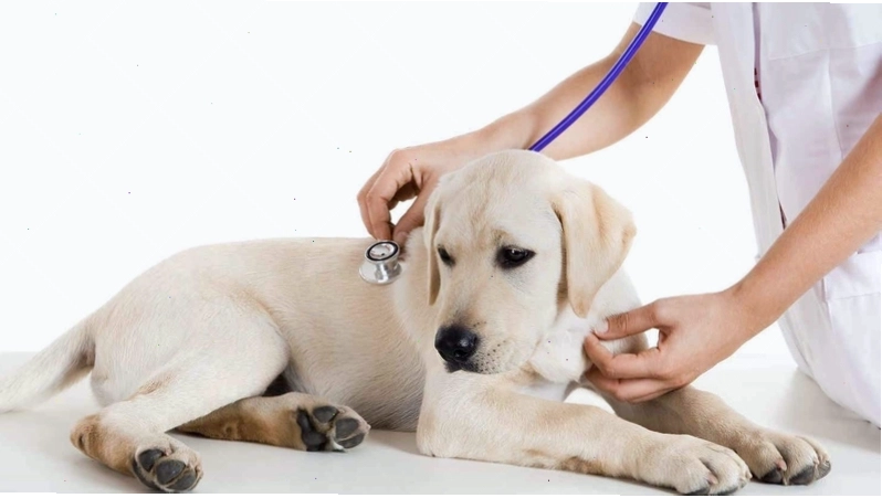 Biểu đồ thể hiện mức độ nguy hiểm của bệnh Parvo ở chó