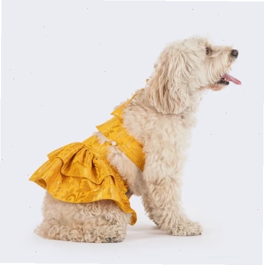 Bộ Lehenga Choli Brocade Zari Paw Blossom tùy chỉnh cho chó và mèo
