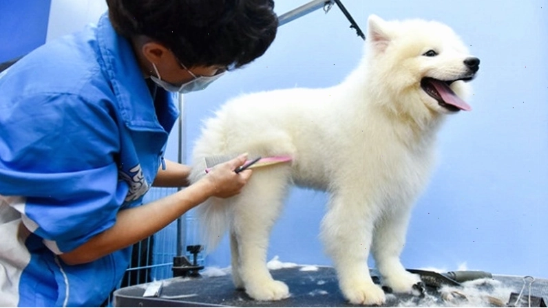 Bộ lông dày của chó Samoyed cần được chăm sóc cẩn thận