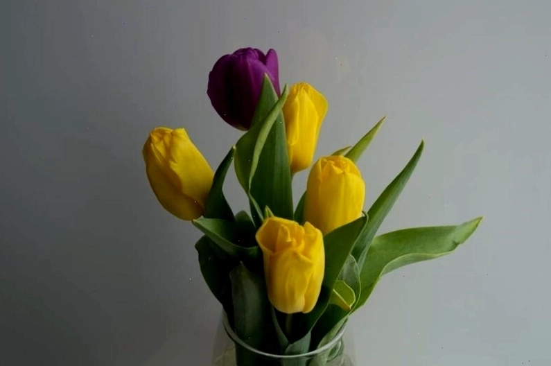 Bộ sưu tập hình nền hoa tulip mới nhất