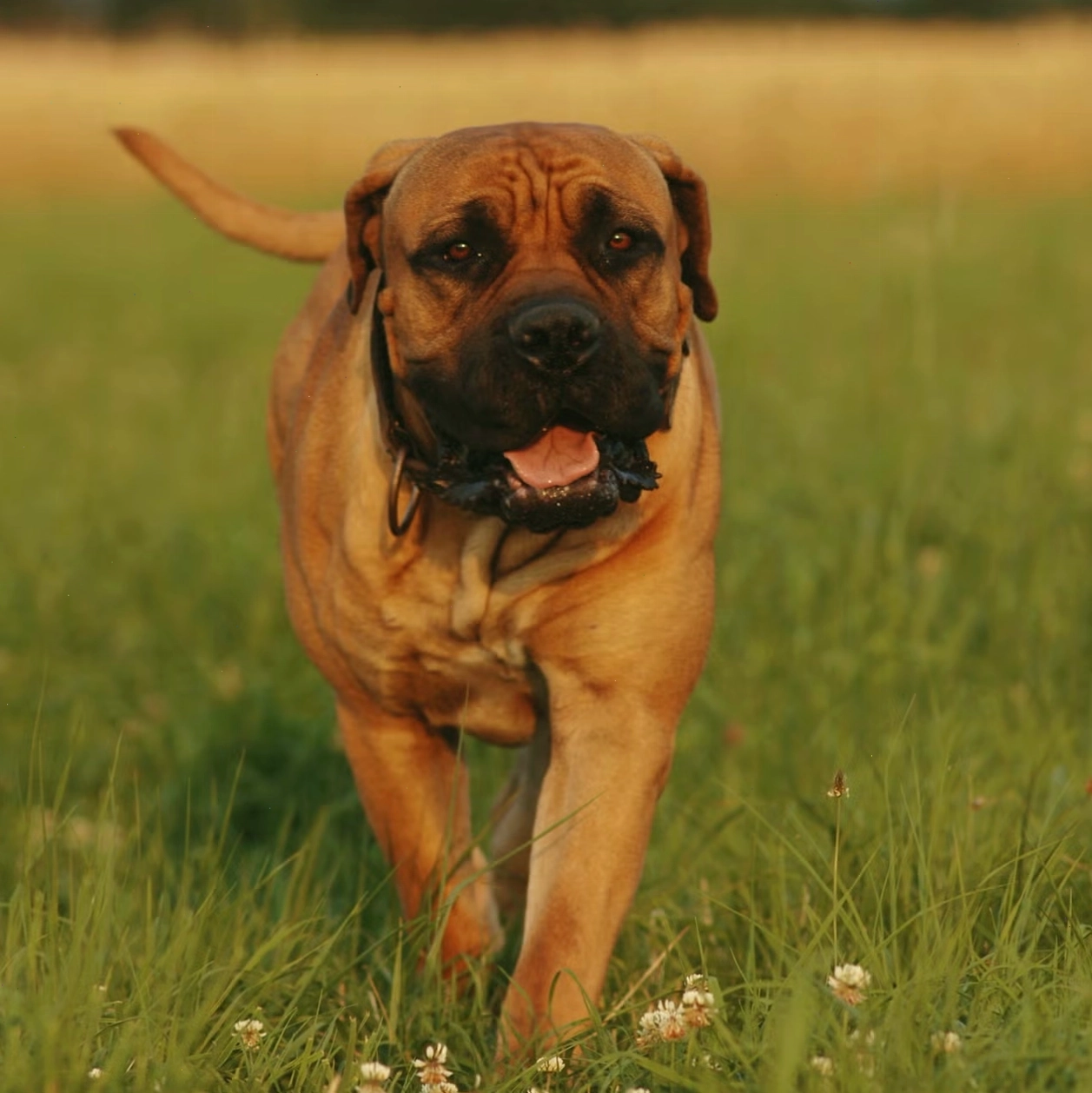 Boerboel, giống chó Big Dogs mạnh mẽ và trung thành