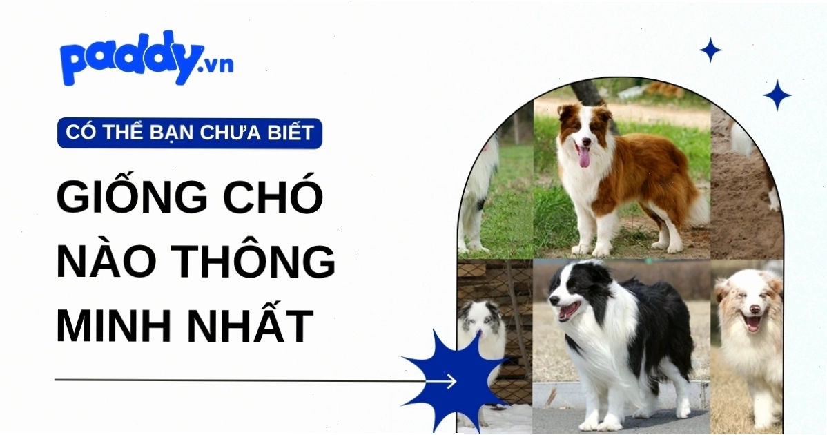Border Collie - Loài chó thông minh nhất thế giới