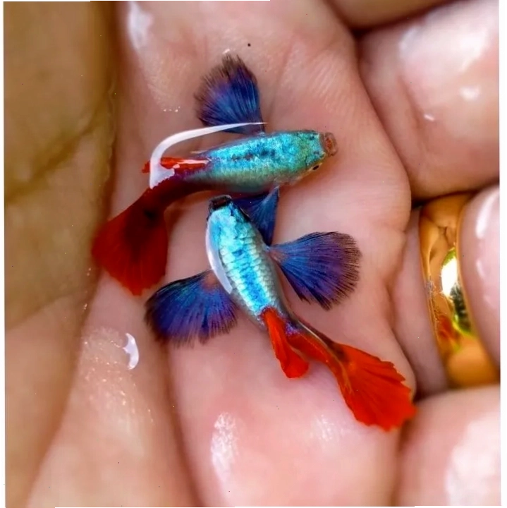 Cá 7 màu Dumbo Red Tail con mới sinh trong bể sinh sản