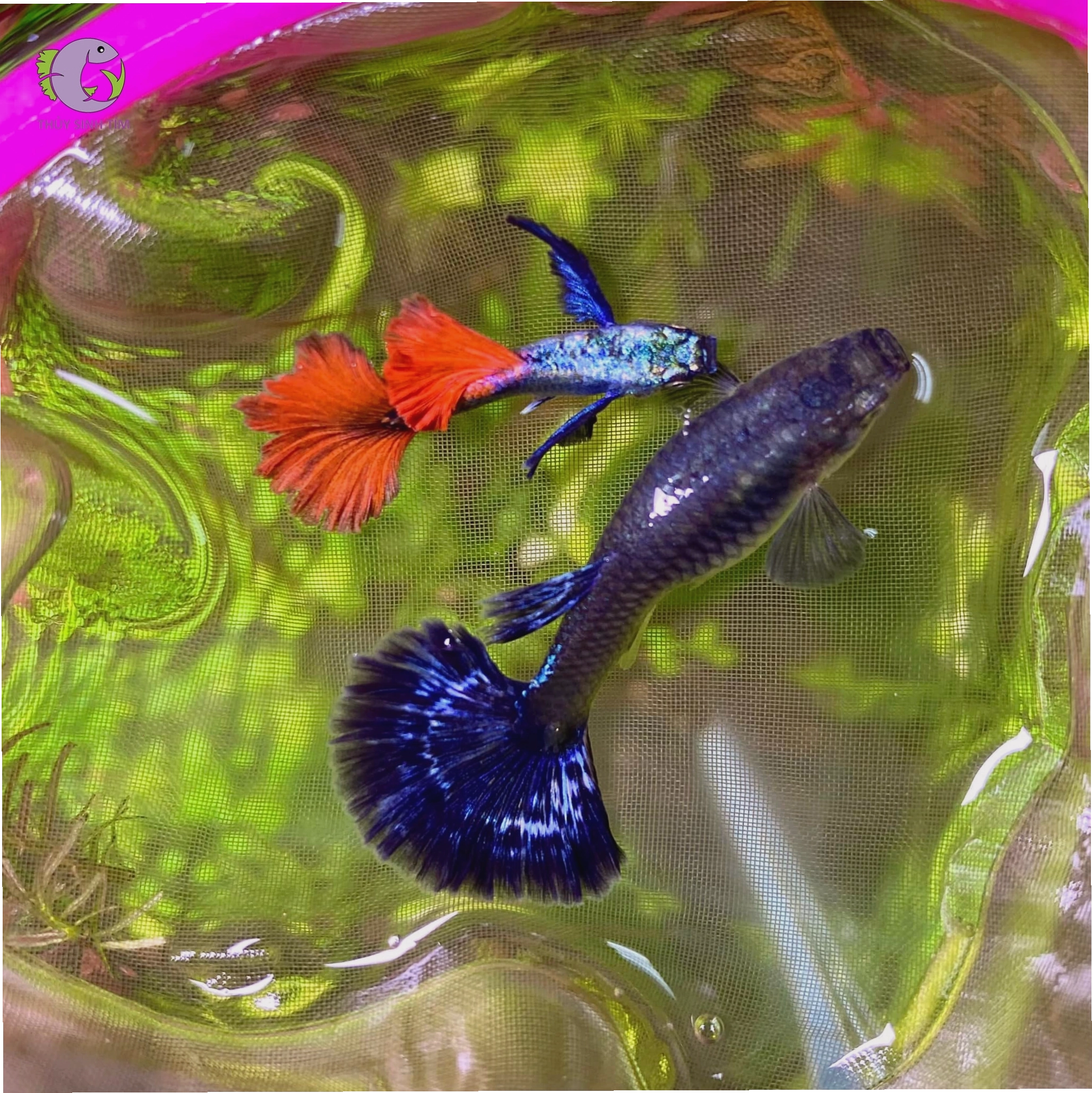 Cá 7 màu Dumbo Red Tail đang ăn thức ăn khô dạng vảy