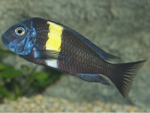 Cá Ali Tropheus Duboisi đen sọc vàng