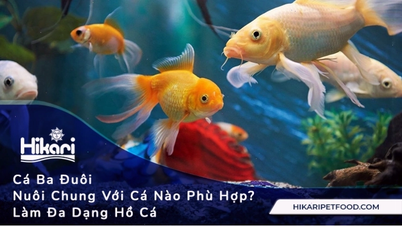 Cá ba đuôi nuôi chung với cá nào phù hợp