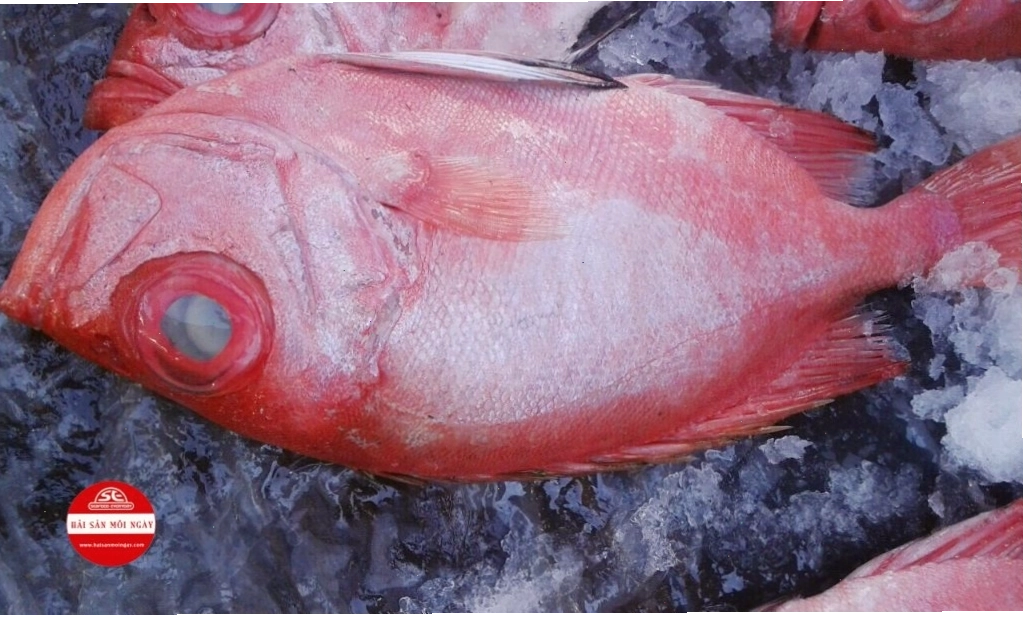 Cá bã trầu tươi sống