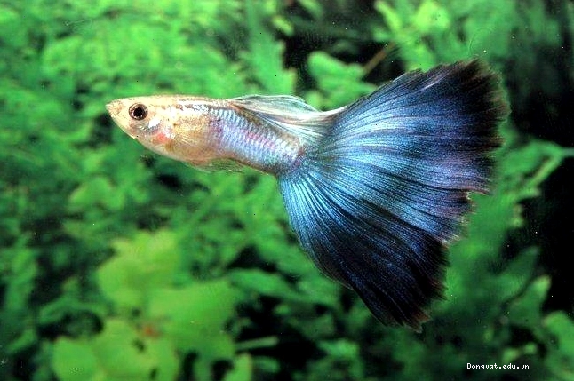 Cá bảy màu albino mắt đỏ