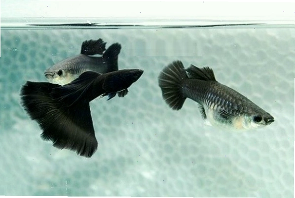 Cá bảy màu đen tuyền