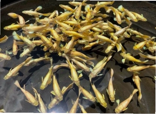 Cá bảy màu Full Gold tại cửa hàng cá cảnh