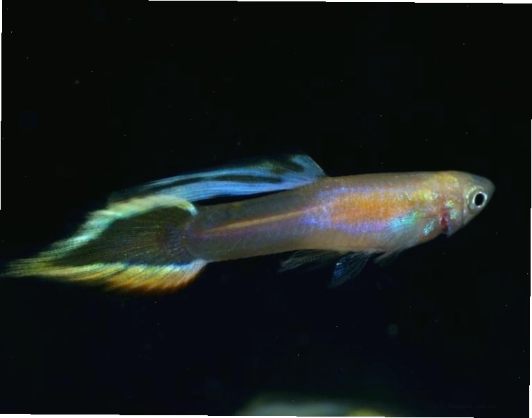 Cá bảy màu xanh rồng
