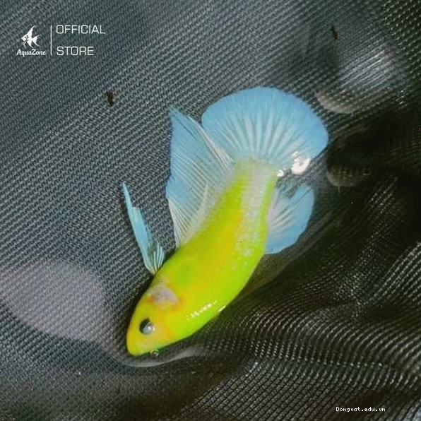 Cá Betta ánh kim phát sáng dưới ánh đèn