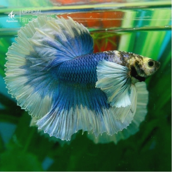 Cá Betta Dumbo Dứa có vây ngực lớn