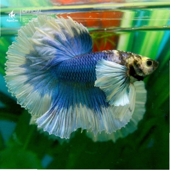 Cá Betta Dumbo Dứa có vây ngực lớn ấn tượng
