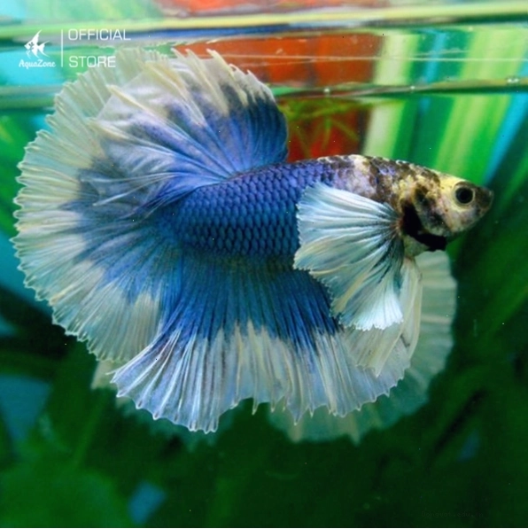 Cá Betta Dumbo nổi bật với đôi vây ngực lớn