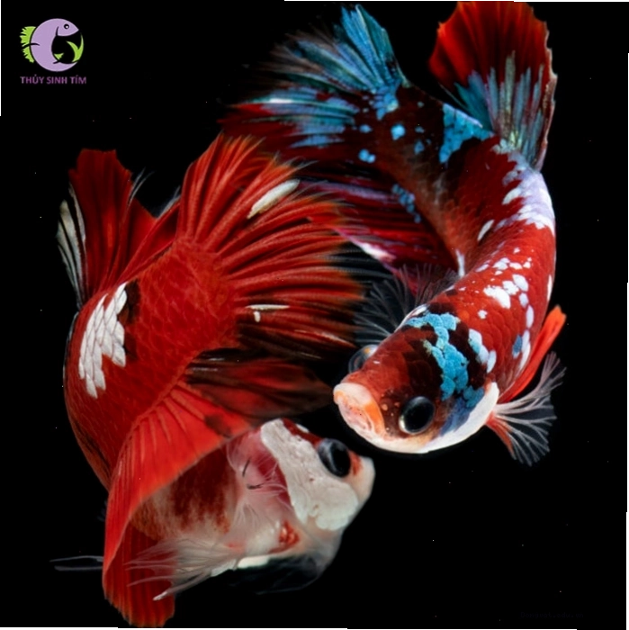 Cá betta galaxy black blue với màu sắc tương phản