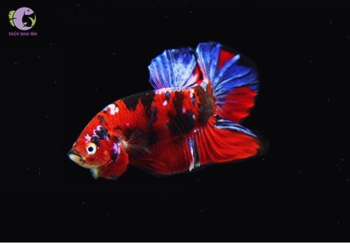 Cá betta galaxy với những đốm vảy lấp lánh như sao