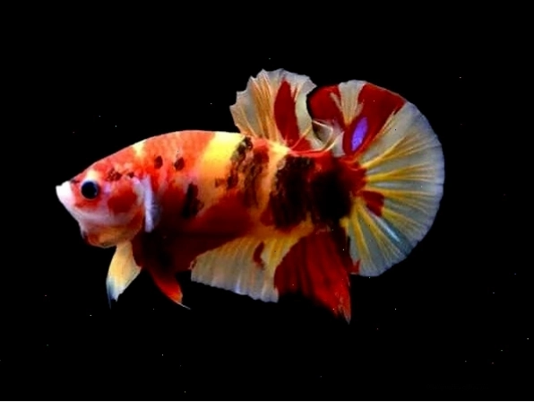 Cá Betta Halfmoon với bộ vây xòe đẹp mắt