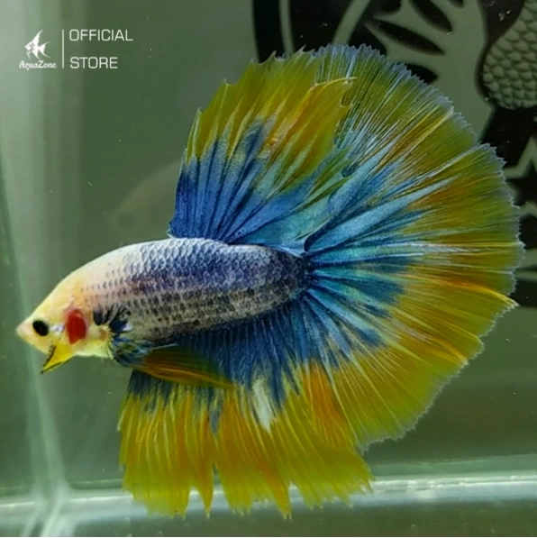 Cá Betta Halfmoon với đuôi xòe dạng bán nguyệt