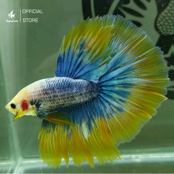 Cá Betta Halfmoon với đuôi xòe dạng bán nguyệt ấn tượng