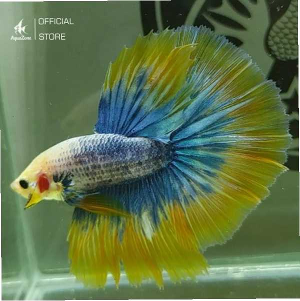 Cá Betta Halfmoon với đuôi xòe dạng bán nguyệt đẹp mắt