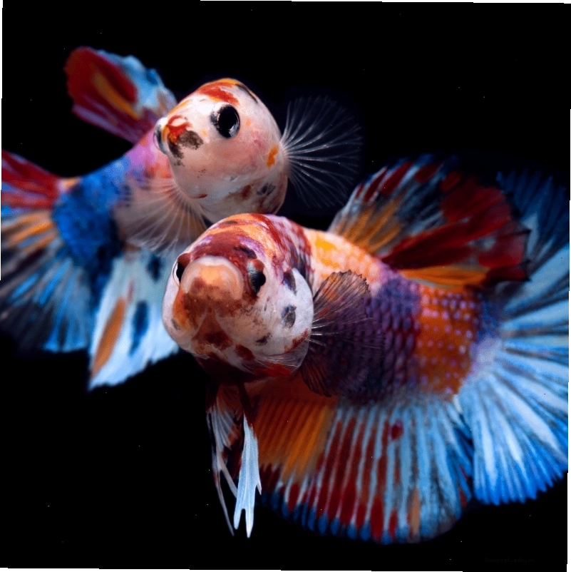Cá Betta Koi Galaxy Thái Nhập
