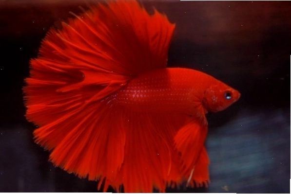 Cá Betta màu đỏ rực rỡ