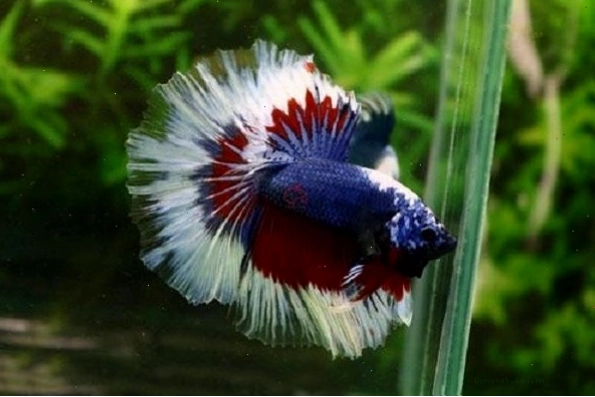 Cá Betta màu xanh dương