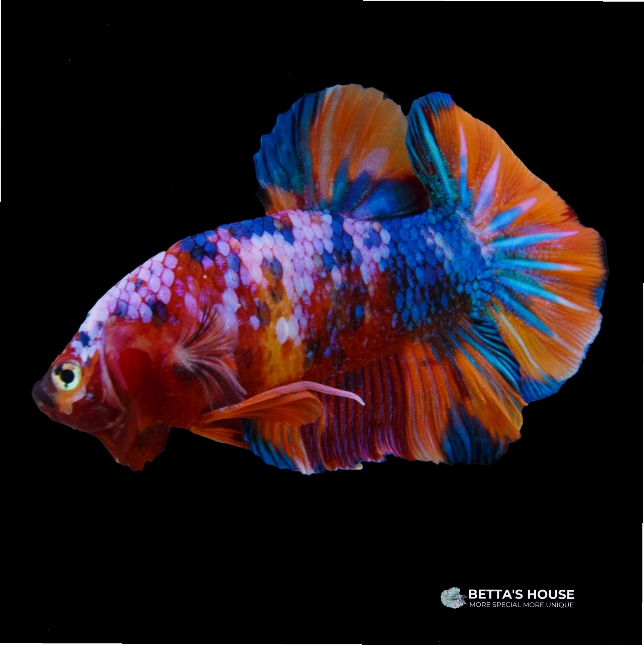 Cá Betta Nemo Galaxy có hoa văn độc đáo