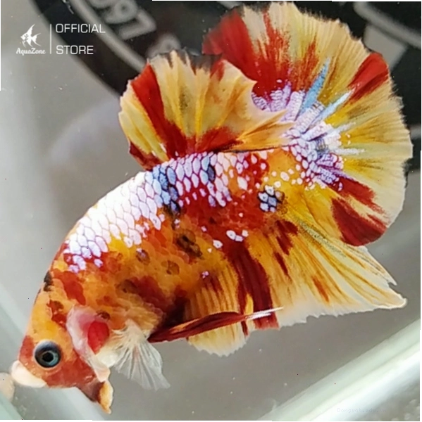 Cá Betta Nemo Galaxy với hoa văn đa màu và đốm ánh kim