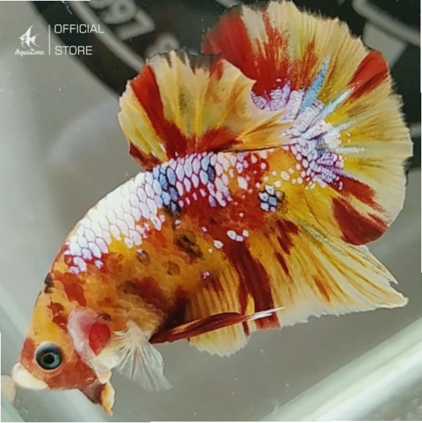 Cá Betta Nemo Galaxy với hoa văn đa màu và đốm ánh kim