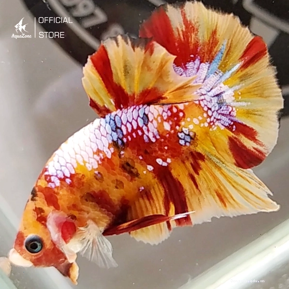 Cá Betta Nemo Galaxy với hoa văn đa màu và đốm ánh kim