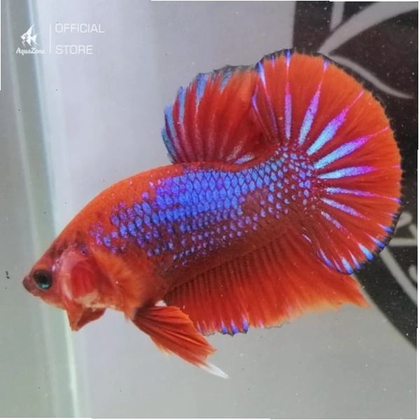 Cá Betta Red Fancy với mảng màu đỏ trắng