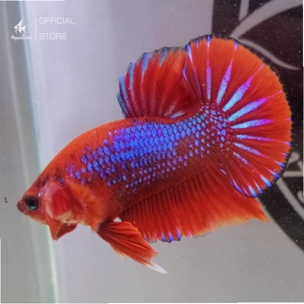 Cá Betta Red Fancy với mảng màu đỏ trắng nổi bật