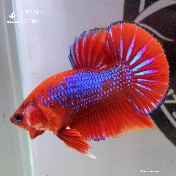 Cá Betta Red Fancy với mảng màu đỏ trắng xen kẽ
