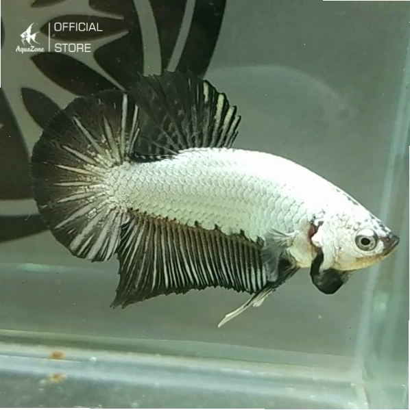 Cá Betta Rồng Đen có thân sáng tương phản với vây đen