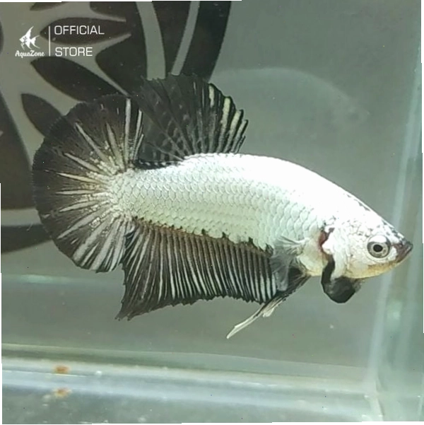 Cá Betta Rồng Đen có thân sáng tương phản với vây đen