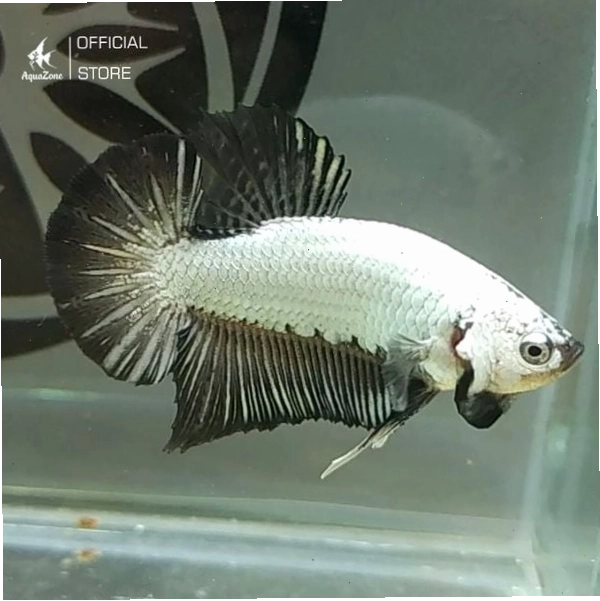 Cá Betta Rồng Đen với thân sáng tương phản với vây