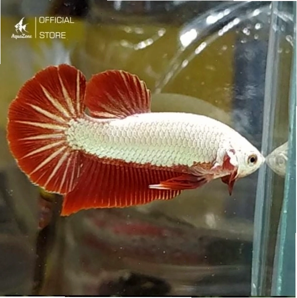 Cá Betta Rồng Đỏ với vây đỏ và lớp vảy sáng