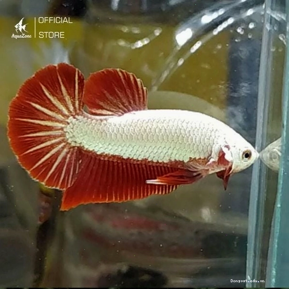 Cá Betta Rồng Đỏ với vây đỏ và lớp vảy sáng