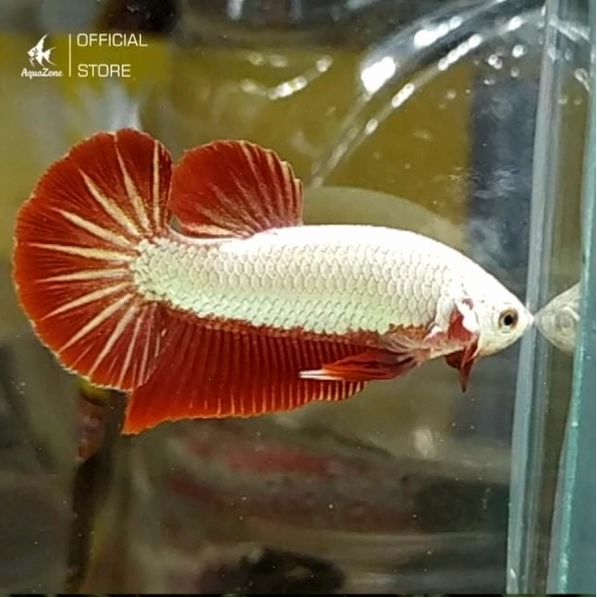 Cá Betta Rồng Vàng có lớp vảy ánh kim màu vàng