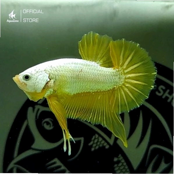 Cá Betta Rồng Xanh với lớp vảy ánh kim