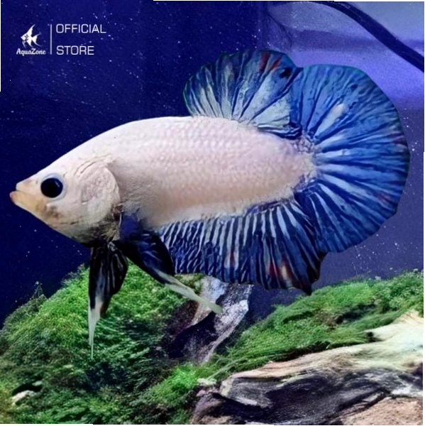 Cá Betta Rồng Xanh với lớp vảy ánh kim