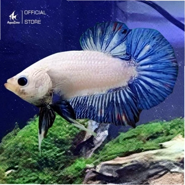 Cá Betta Rồng Xanh với lớp vảy ánh kim lấp lánh