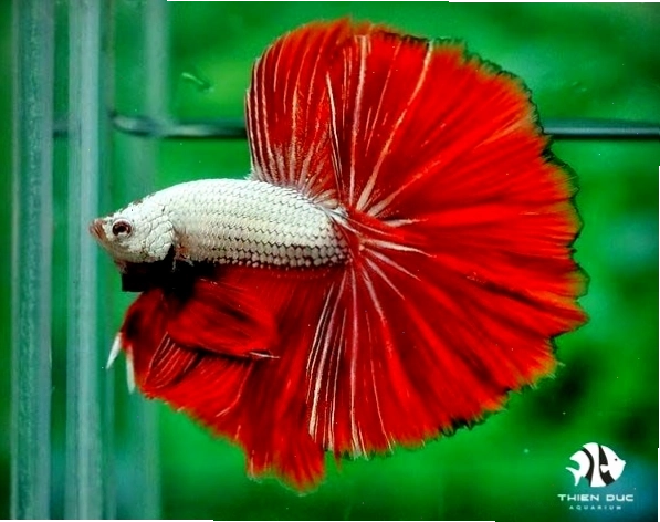 Cá Betta với màu đỏ rực rỡ, vây đuôi dài lộng lẫy