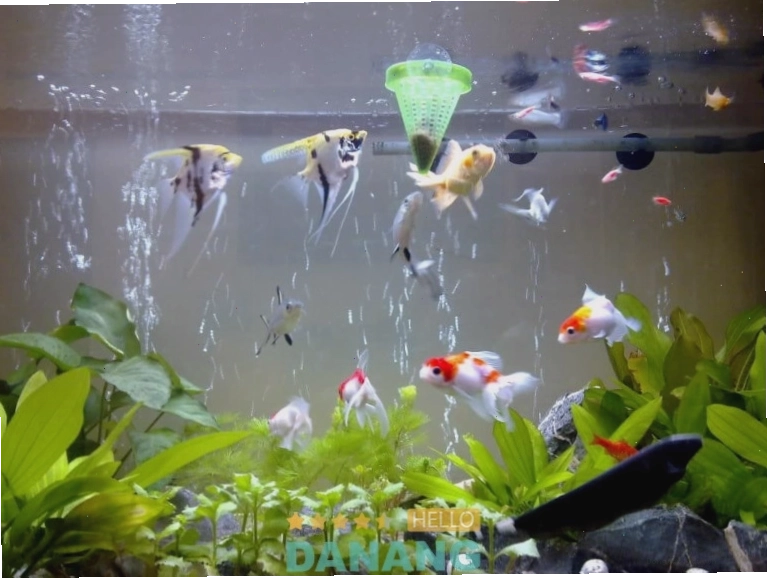 Cá Biển Đà Nẵng - địa chỉ chuyên về cá biển