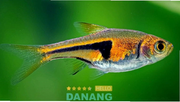 Cá Cảnh Hòa Bình - một trong những cửa hàng cá cảnh đà nẵng nổi bật
