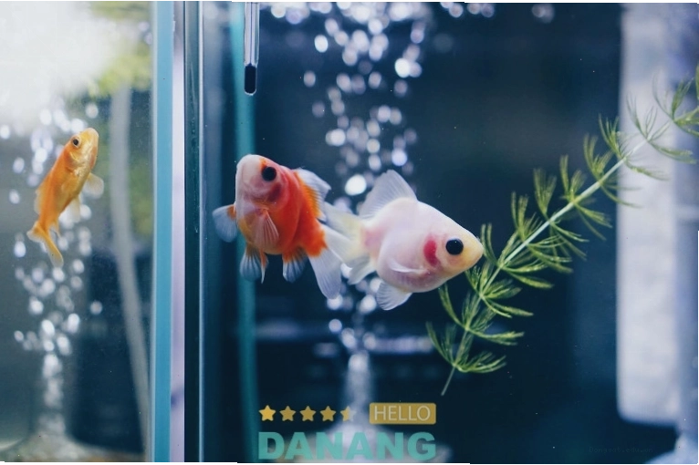Cá Cảnh Vũ Hùng với nhiều loại cá cảnh nước ngọt